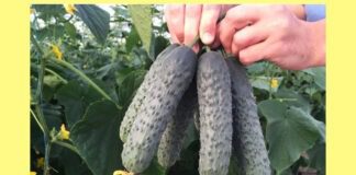 Купую тільки цей сорт огірків і отримую рясний врожай без сюрпризів