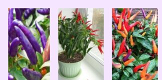 Як виростити на підвіконні гострий перець за 7 днів 