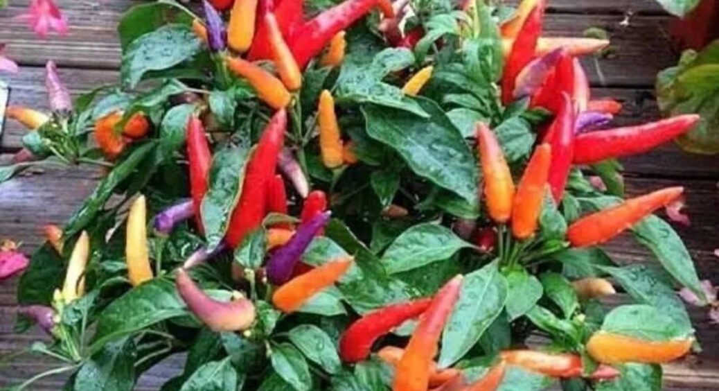 Вирощую 6 сортів перцю – від солодких до “вогняних”: один кущ дає понад 1 кг, а інший “підпалює” рот 