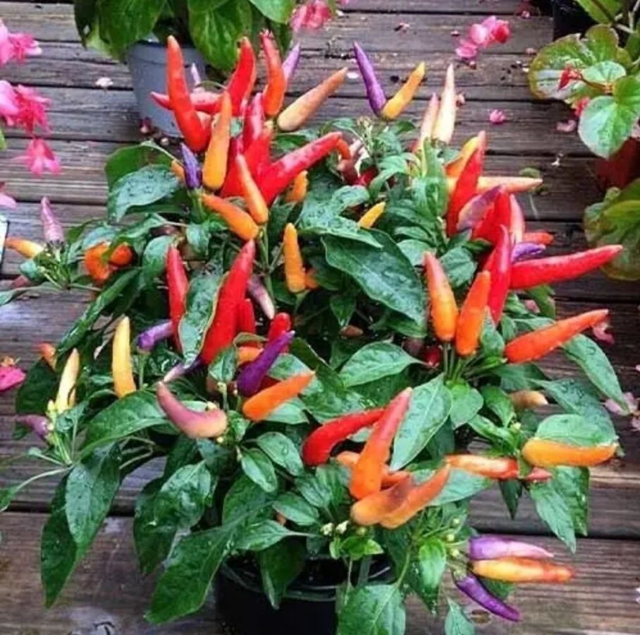 Експерти розповіли про найкращі сорти гострого перцю  