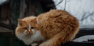 Ветеринари розповіли, що зробити власнику кішки