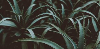 Найкращий спосіб поливу кімнатних квітів та оранжерей 