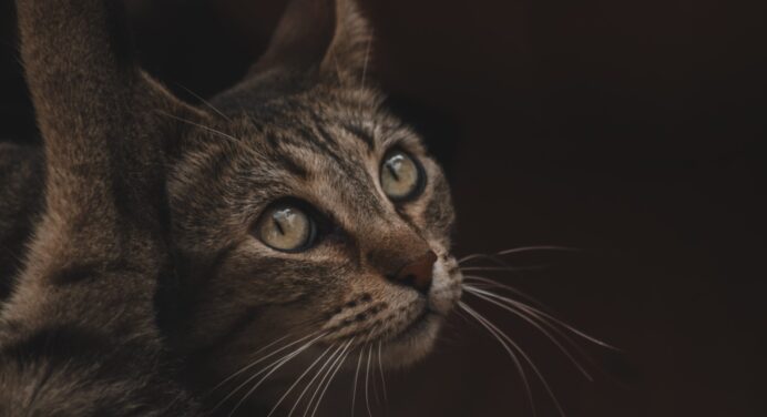Ветеринари розповіли, чи можуть кішки плакати від смутку: як виявилось, сльози – не лише для людей 