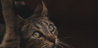 Ветеринари розповіли, чи здатні кішки плакати