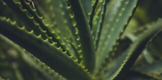 Садівники назвали просту у вирощуванні рослину 