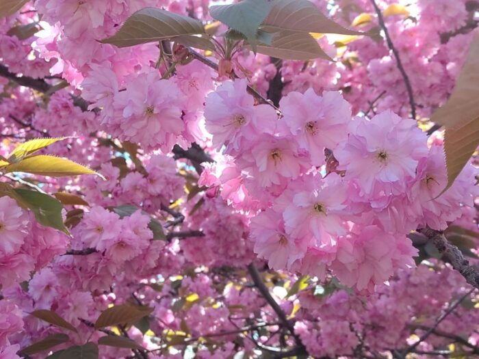 Як правильно посадити саджанець сакури для пишного цвітіння