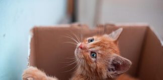 Чому коти обожнюють картонні коробки