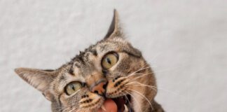 Ветеринари розповіли, чому коти інколи кусають господарів