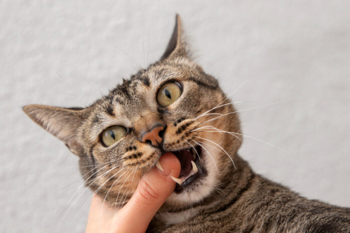 Чому кіт кусає господаря в момент, коли той хоче його погладити