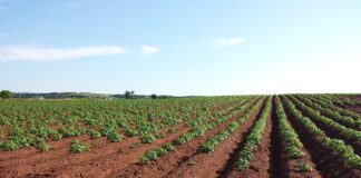 Городник розповів, чим необхідно підживити ґрунт після морозів