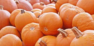 Місячний календар збору врожаю гарбузів на осінь 2024 року 