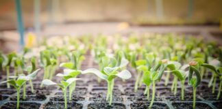 Городник розповів, чому овочі необхідно підживлювати кавою