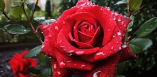 Як правильно доглядати за трояндою