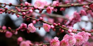 Все про сакуру: посадка і догляд