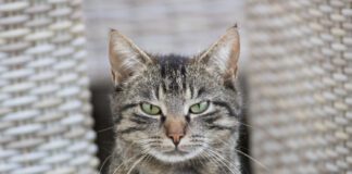 Три основні причини, чому кішки не ласкаві до господарів