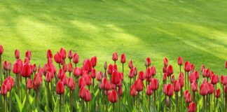 Садівник дав поради щодо догляду за тюльпанами 