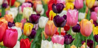 Садівники поділились найкращими сортами тюльпанів для посадки 