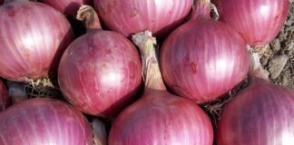 Кухар поділився універсальним рецептом маринованої цибулі