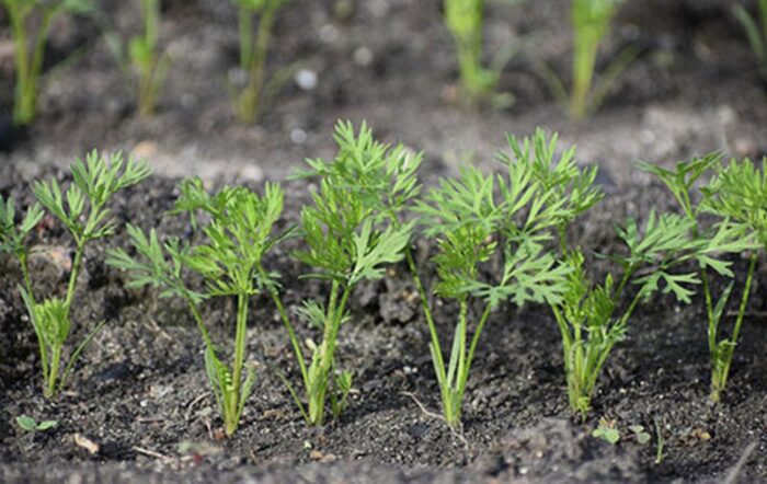 Коли і як сіяти моркву, щоб не проривати