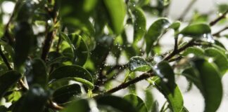 Садівники назвали основні причини, чому фікус скидає листя 