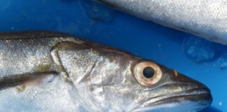 Як правильно обрати свіжу рибу на ринку або в магазині