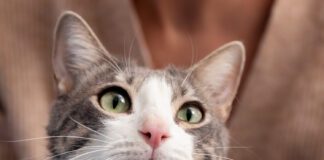 Цікаві факти про котячі вуса