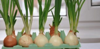 Як посадити цибулю, щоб вона росла без запаху