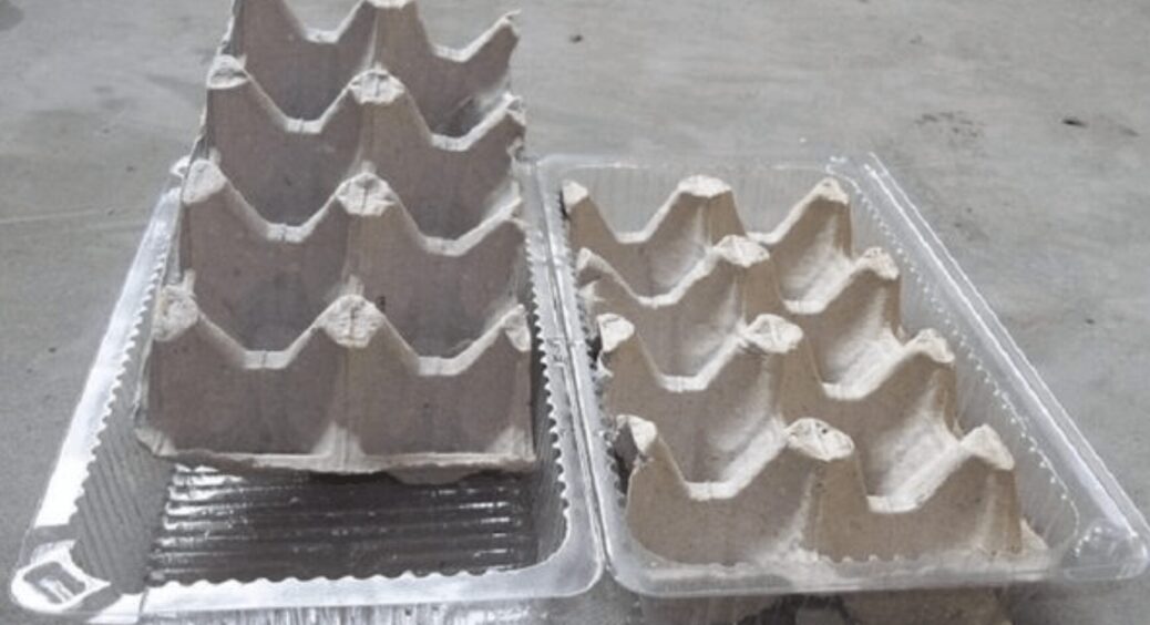 Як виростити зелену цибулю без землі: ідеальний спосіб вирощування в яєчних лотках, які ніколи не викидаю 