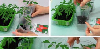 Як виростити помідори в домашніх умовах