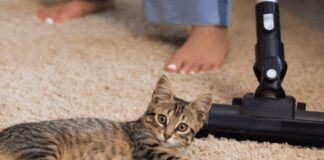 Як швидко та ефективно очистити килим від забруднень