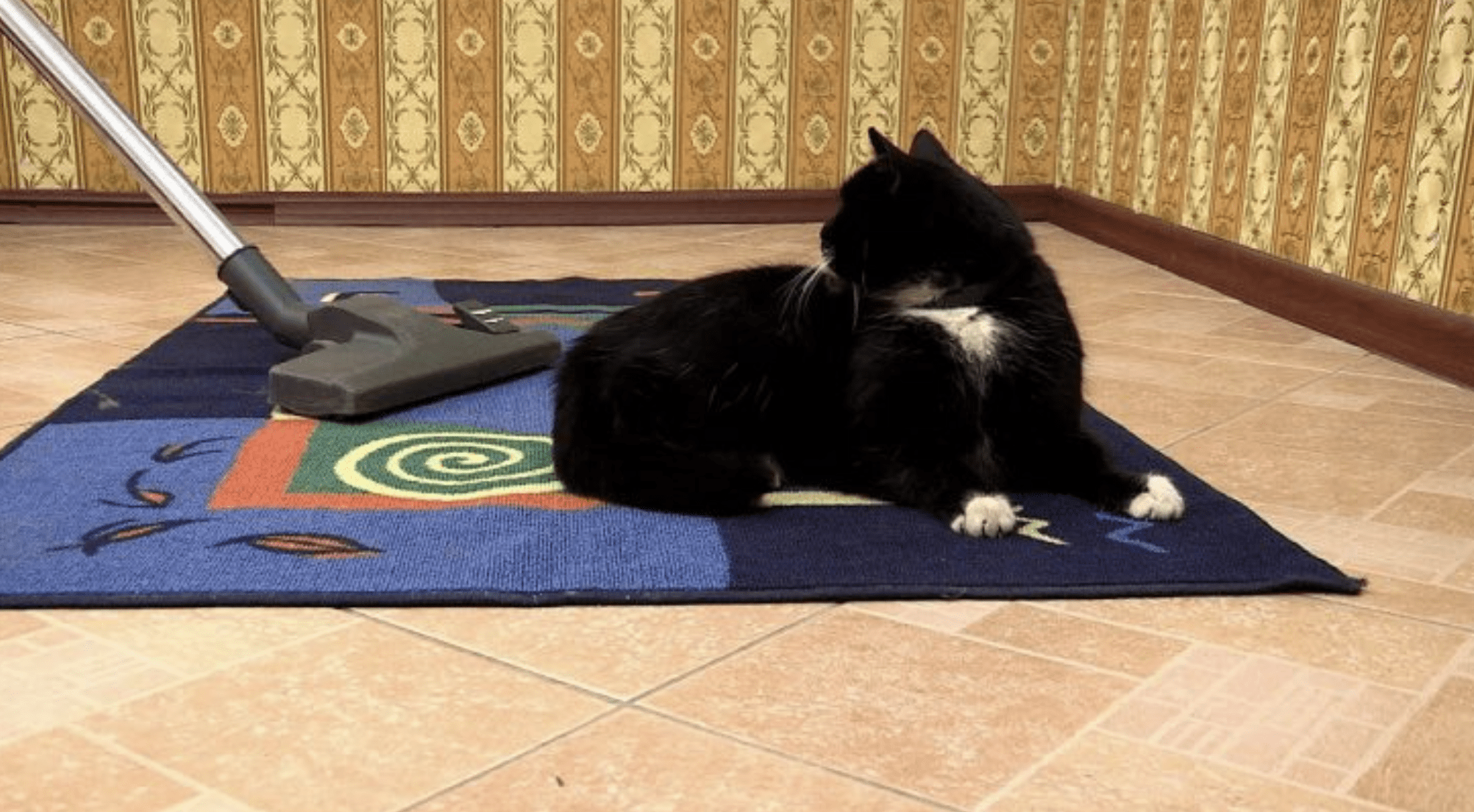 Як очистити килим від тваринної шерсті