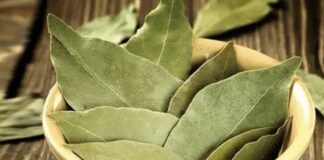  Як з лаврового листа зробити підживлення для рослин