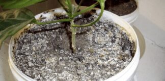 Що робити, якщо на вазонах зʼявилася пліснява