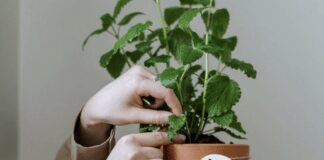 Які рослини відлякують ос та джмелів