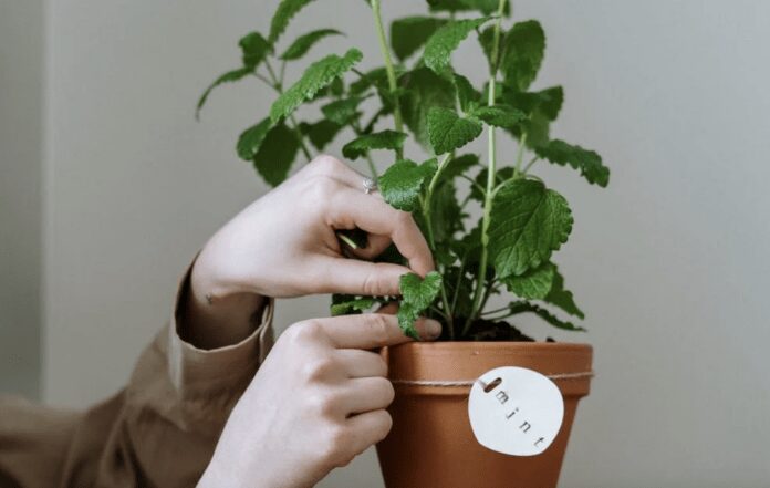 Які рослини відлякують ос та джмелів Які рослини відлякують ос та джмелів