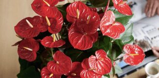 Флористи розповіли, як стимулювати цвітіння орхідеї та антуріума