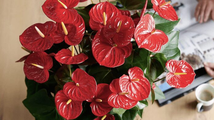 Флористи розповіли, як стимулювати цвітіння орхідеї та антуріума Флористи розповіли, як стимулювати цвітіння орхідеї та антуріума