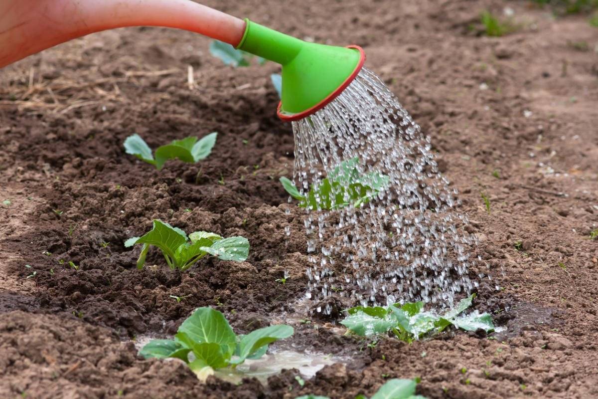 Як правильно підготувати ґрунт до нового посівального сезону