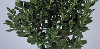 Садівники розповіли, як правильно доглядати за грошовим деревом