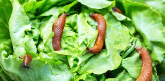 Городник розповів, чим вивести слимаків з капусти за раз