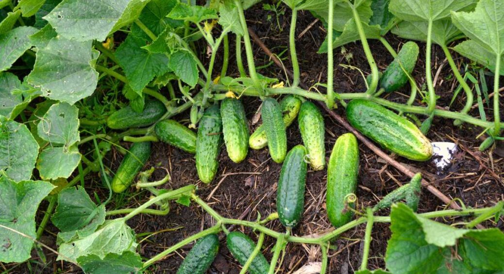 “Хитрий” спосіб підживлення огірків після зимування: не знала, що так можна, поки сусідка не розповіла 