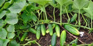 Дачники розповіли про хитрий метод підживлення огірків навесні