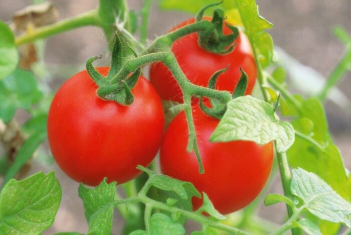 Експерти назвали найкращий та найврожайніший сорт помідорів для вирощування на власному городі