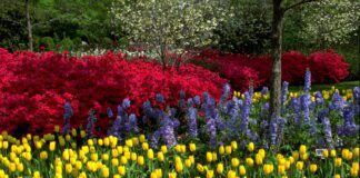 Квітникарі назвали морозостійкі сорти, які посадити у вересні