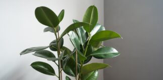 Як можна підживити фікус: порада від садівників