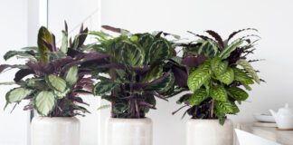 Як правильно поливати квіти вдома: поради від садівників