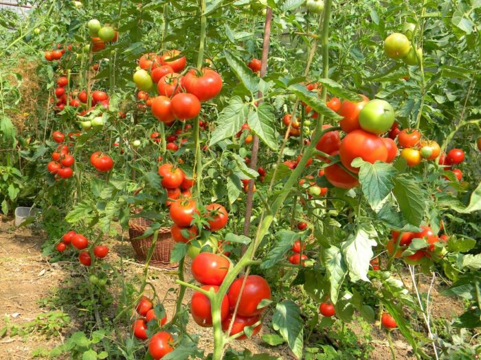 Експерти назвали найкращий та найврожайніший сорт помідорів для вирощування на власному городі