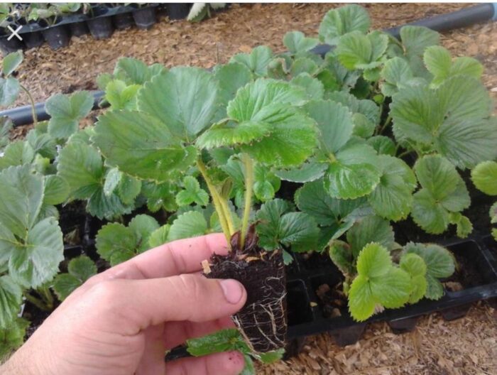 Експерти порадили найкращий спосіб посіву насіння полуниці на розсаду – буде сильна та солодка