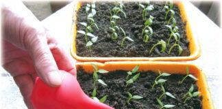 Експерти розповіли, як вирощувати розсаду в поролонових равликах