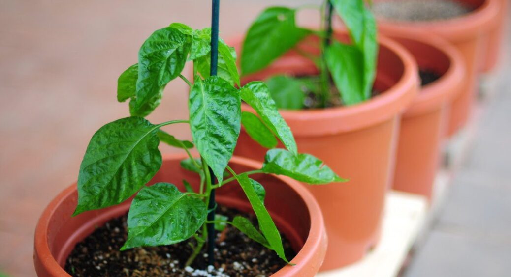 Поклала насіння перцю на вологий папір і додала 3 краплі цього – коріння полізло так, що не встигаю садити 